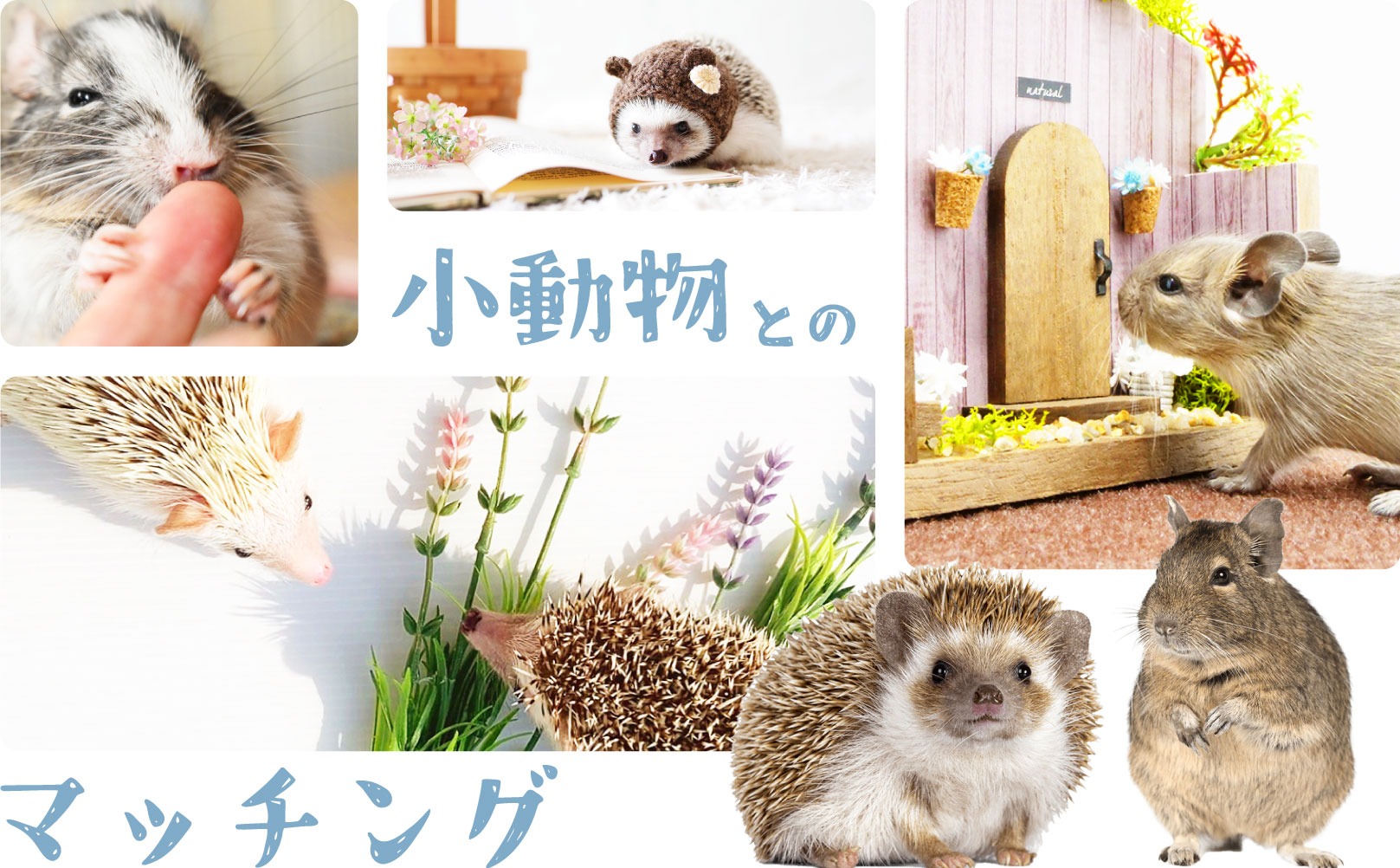 ブリーダーが大切に育てたハリネズミ・デグーなどの小動物、冷凍ヒヨコを販売するペットショップなら当店へ